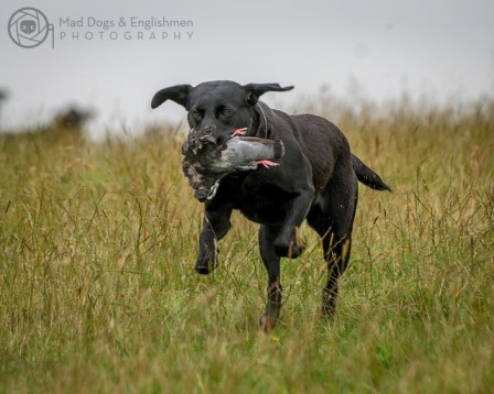 Corrib Harriet "Fia" (foto: Mad Dogs & Englishmen Photography)