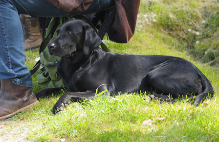 Capandus Aya "Aya" (© Capandus kennel)