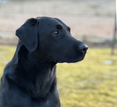 Roekull Kayos Bob "Brex" (foto: Catarina Svenningsson)