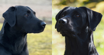 Brex och Saga (foto: Catarina Svenningsson)