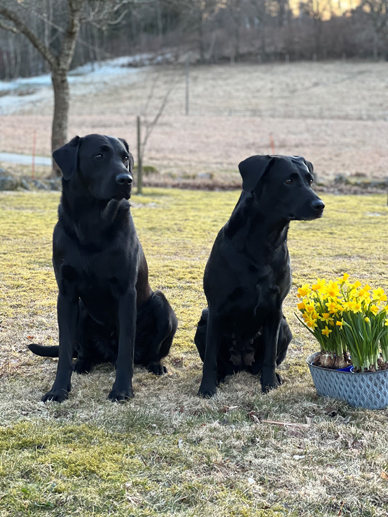 Brex och Saga (foto: Catarina Svenningsson)