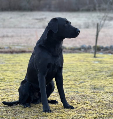Roekull Kayos Bob "Brex" (foto: Catarina Svenningsson)