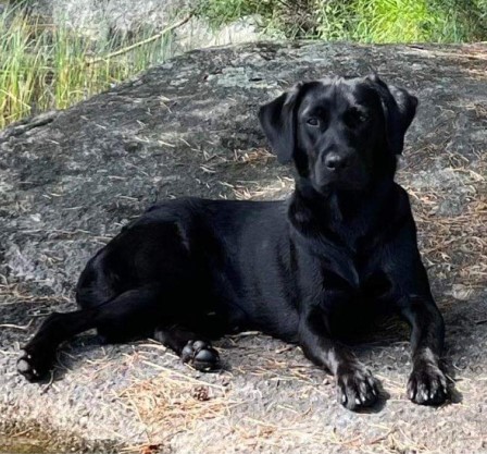 Capandus Piece Of Cake ”Britta”