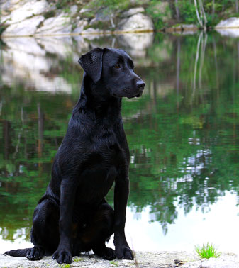 Bruce, augusti 2010