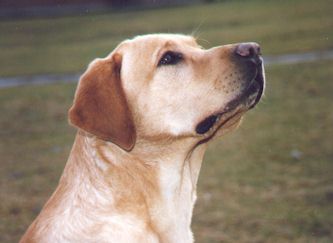 Buddy