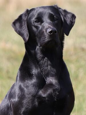 Peallaidh Caledonia "Cari"