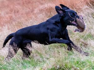 Peallaidh Caledonia "Cari"