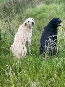 Dany och Sansa