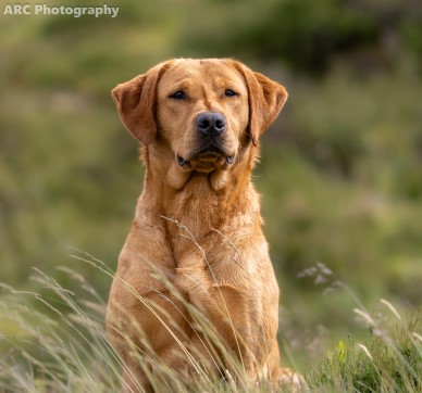 Cup's Cheeky Boy "Dave" (foto: Aurelio Russell Cano)