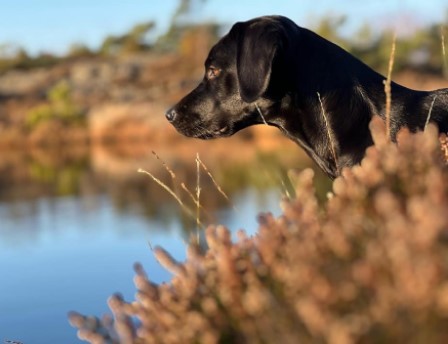 Capandus Doris Day (foto: Sanna Andersson)