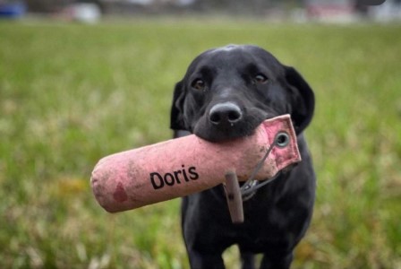 Capandus Doris Day (foto: Sanna Andersson)