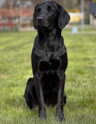 Capandus Doris Day (foto: Sanna Andersson)