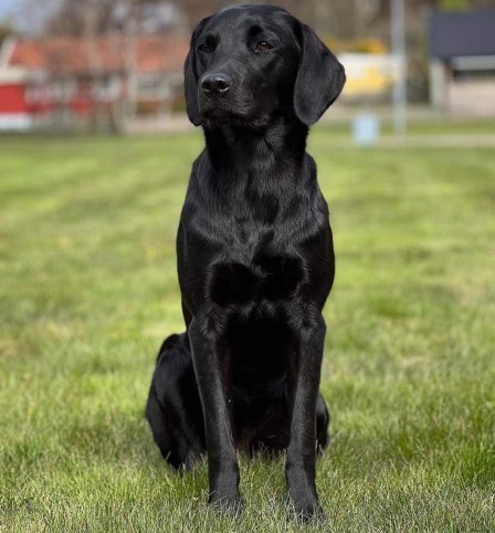 Capandus Doris Day (foto: Sanna Andersson)
