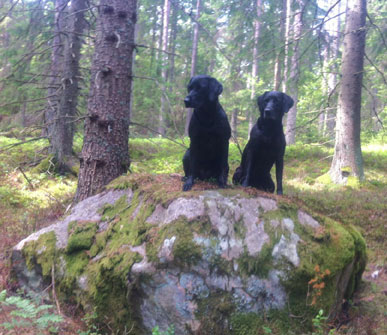 Elda och Alice