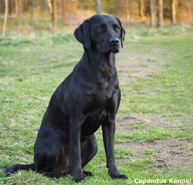 Capandus Bonnie Mac Kenzie "Elda" (foto: Catarina Svenningsson)