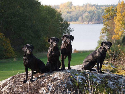 Elda, Leia, Alice och Sheila