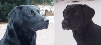Ross och Elda
