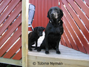 Far och dotter: Zorro och Dimma