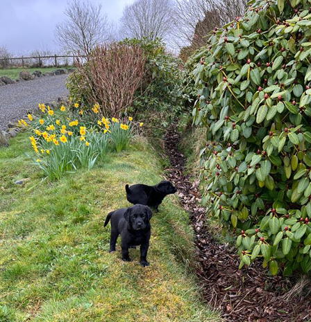 Peallaidh Finnieston "Finn" (foto: Helen Paterson)
