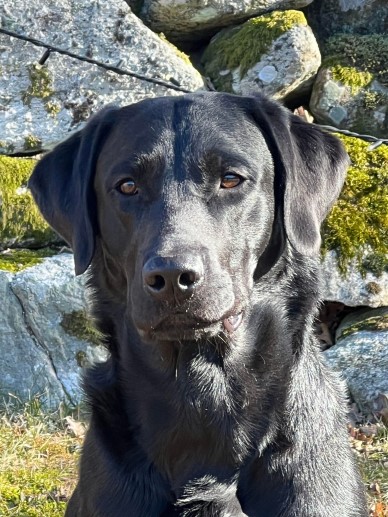 Peallaidh Finnieston "Finn" 1 år 2023 (foto: Catarina Svenningsson)