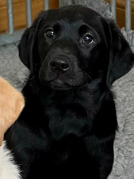 Peallaidh Finnieston "Finn" 2022 (foto: Helen Paterson)