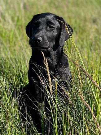 Peallaidh Finnieston "Finn" 2022 (foto: Helen Paterson)