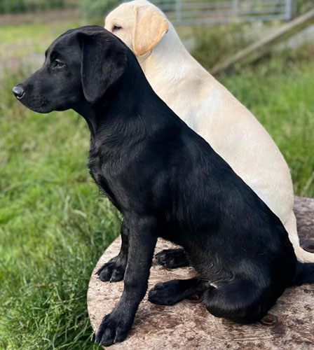 Peallaidh Finnieston "Finn" 2022 (foto: Helen Paterson)