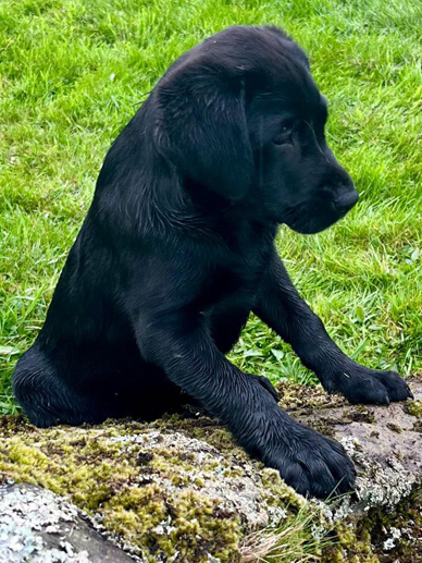 Peallaidh Finnieston "Finn" 2022 (foto: Helen Paterson)