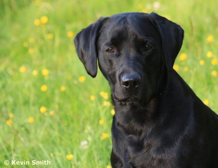 Capandus Skye Loch Bracadale "Frank"