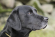 Capandus Skye Loch Bracadale "Frank"