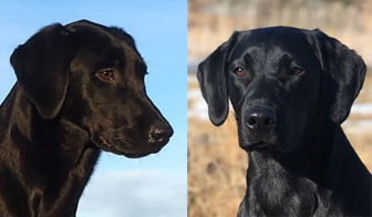 Fyre och Asta