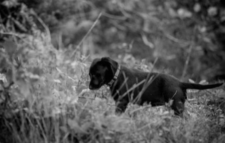 Hera (foto: Andreas Persson)