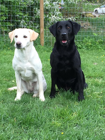 Honey och Lance