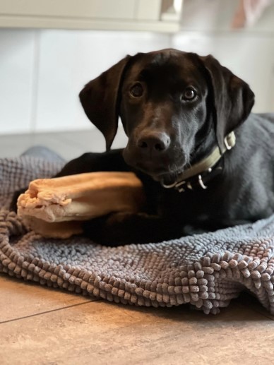 Accio Jacobite "Jack" (foto: Catarina Svenningsson)