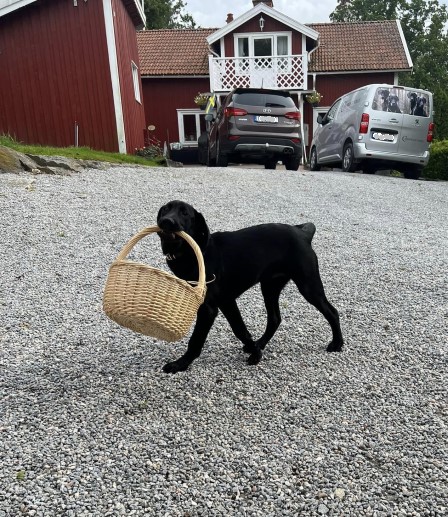 Accio Jacobite "Jack" augusti 2023 (foto: Catarina Svenningsson)