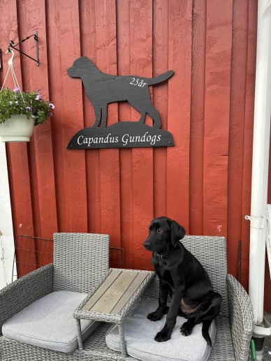 Accio Jacobite "Jack" augusti 2023 (foto: Catarina Svenningsson)