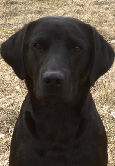 SE J(J)CH Myway Gundogs James "Jamie"
