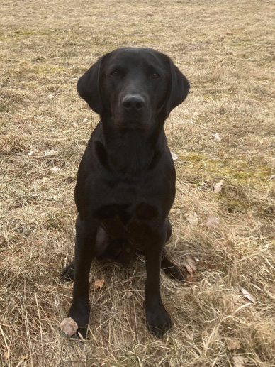 SE J(J)CH Myway Gundogs James "Jamie"