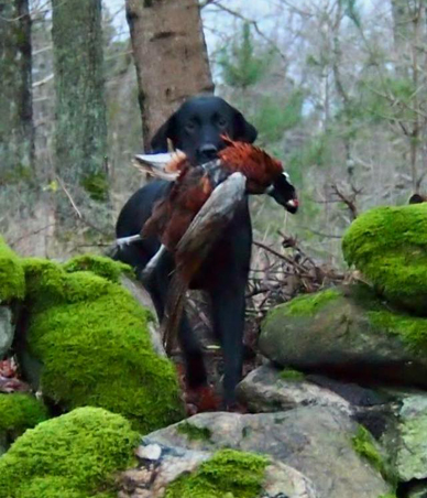 Capandus Dougal Mac Kenzie "Keeper"