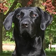 Capandus Dougal Mac Kenzie "Keeper"