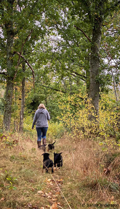 höstpromenad med Ceilis och Bagherras valpar