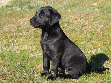Bond, vecka 7 (foto: Catarina Svenningsson)