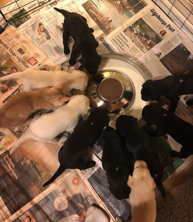 En katt bland herme... valparna (foto: Catarina Svenningsson)