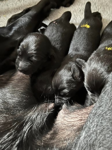 Ammo-kullen, vecka 1 (foto: Catarina Svenningsson)