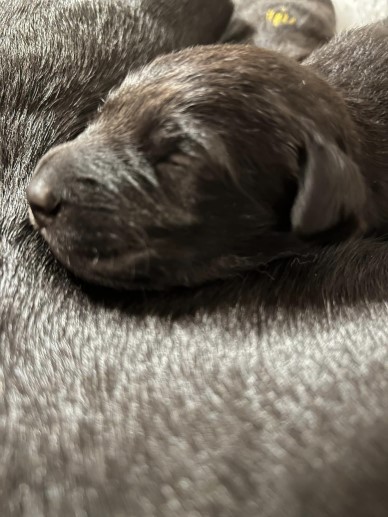 Ammo-kullen, vecka 1 (foto: Catarina Svenningsson)