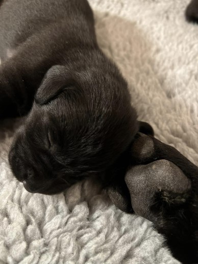 Ammo-kullen, vecka 1 (foto: Catarina Svenningsson)