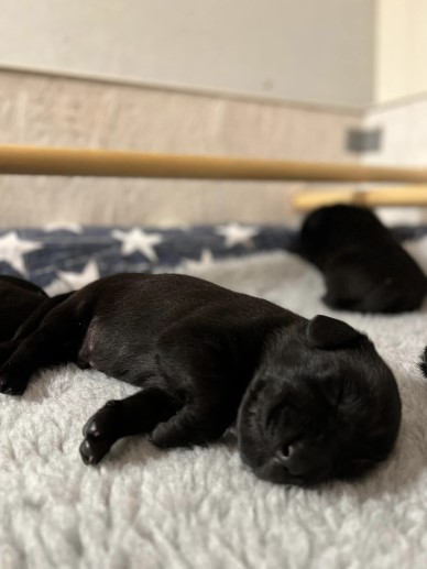 Ammo-kullen, vecka 1 (foto: Catarina Svenningsson)