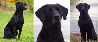 Leia, Alice och Elda 2014