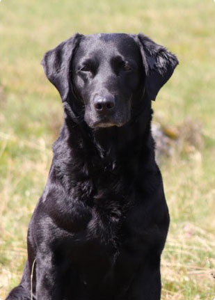 Finns mormor Loisaba Gwyneth of Tayfordwood "Penny"