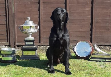 GB FTCH Millbuies Ghillie "Amos" (foto: Gary Wood)